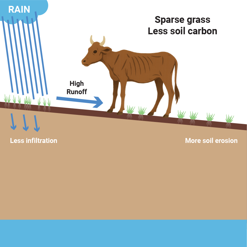 Continuous_grazing_illustration_white