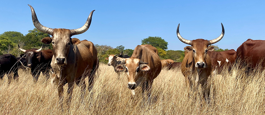 Mafisa cattle_1080X470