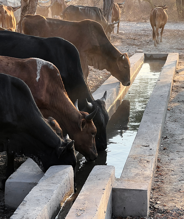 Mafisa_herd_drinking