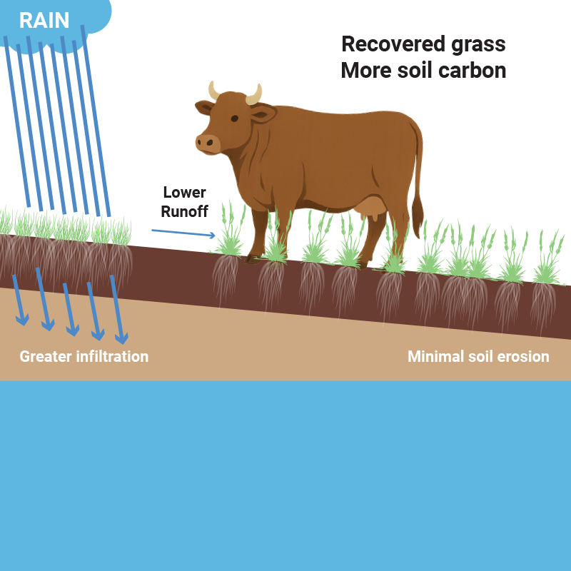 Rapid_rotational_grazing_illustration_white