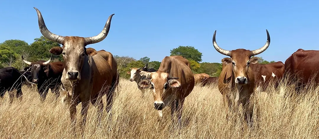 Herd_of_cattle_Mafisa_T A herd of healthy cattle in good grazing grassland in Zambia. Mafisa.