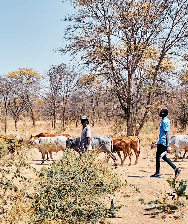Zambian_shepherds_Mafisa_T Two Zambian herders with their cattle. Mafisa.